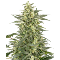 White Label Seeds -Acai Bacio Feminisierte Hanfsamen Acai Berry x Hawaiian Hybrid #2